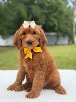 Willow- F1b Medium, a female Goldendoodle for sale in Frostproof, FL – 2 of 10