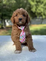 Teddy- F1b Mini , a male Goldendoodle for sale in Frostproof, FL – 4 of 10