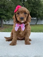 Tiana- F1b Mini , a female Goldendoodle for sale in Frostproof, FL – 7 of 9