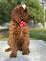 Cupcake- F1b Standard , a female Goldendoodle for sale in Frostproof, FL – 5 of 10
