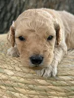 Levi- F1b Medium , a male Goldendoodle for sale in Frostproof, FL – 6 of 10