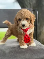 Bentley- F1bb Mini , a male Goldendoodle for sale in Frostproof, FL – 8 of 10