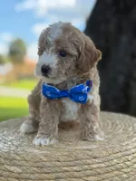 Johan- F1bb Toy , a male Goldendoodle for sale in Frostproof, FL – 8 of 10