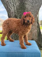 Gemma- F1b Standard , a female Goldendoodle for sale in Frostproof, FL – 8 of 10