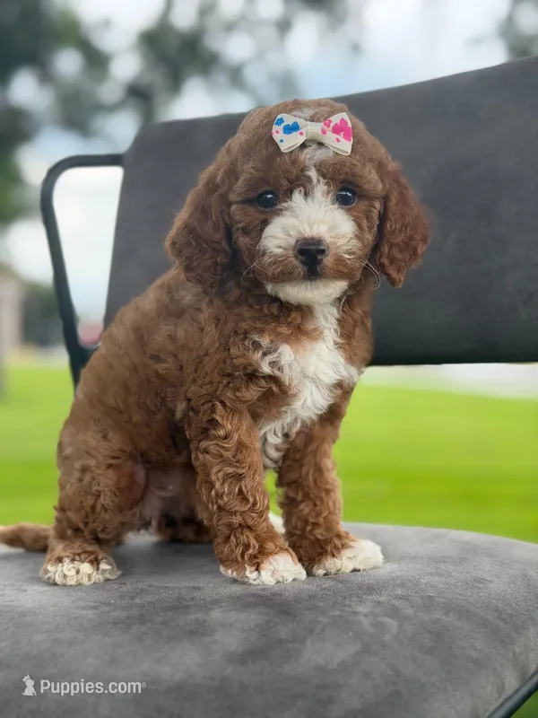 Winnie- F1bb Mini  – Goldendoodle puppy for sale in Frostproof, FL
