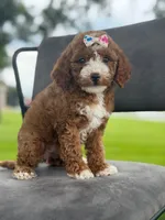 Winnie- F1bb Mini , a female Goldendoodle for sale in Frostproof, FL – 1 of 10