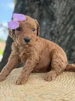 Lainey- F1b Medium , a female Goldendoodle for sale in Frostproof, FL – 8 of 10