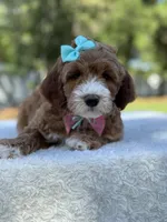 Clover- F1b mini , a female Goldendoodle for sale in Frostproof, FL – Photo 10 of 10
