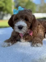 Clover- F1b mini , a female Goldendoodle for sale in Frostproof, FL – Photo 2 of 10