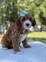 Clover- F1b mini , a female Goldendoodle for sale in Frostproof, FL – Photo 7 of 10