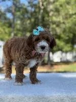 Clover- F1b mini , a female Goldendoodle for sale in Frostproof, FL – Photo 5 of 10