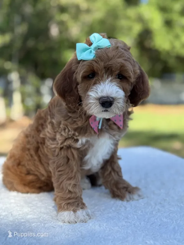Clover- F1b mini  – Goldendoodle puppy for sale in Frostproof, FL