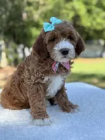 Clover- F1b mini , a female Goldendoodle for sale in Frostproof, FL – Photo 8 of 10