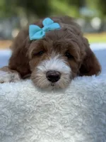 Clover- F1b mini , a female Goldendoodle for sale in Frostproof, FL – Photo 4 of 10