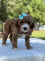 Clover- F1b mini , a female Goldendoodle for sale in Frostproof, FL – Photo 6 of 10