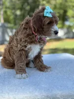 Clover- F1b mini , a female Goldendoodle for sale in Frostproof, FL – Photo 9 of 10