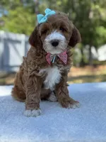 Clover- F1b mini , a female Goldendoodle for sale in Frostproof, FL – Photo 3 of 10