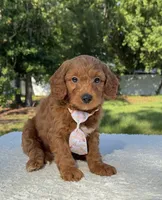 Tucker- F1b Mini , a male Goldendoodle for sale in Frostproof, FL – 4 of 10