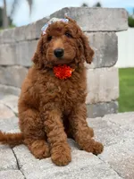 Ember- F1b Medium , a female Goldendoodle for sale in Frostproof, FL – 8 of 10