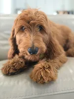 Winston- F1b Medium, a male Goldendoodle for sale in Frostproof, FL – 4 of 9