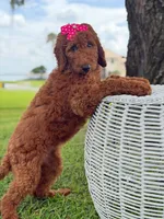 Gemma- F1b Standard , a female Goldendoodle for sale in Frostproof, FL – 6 of 10