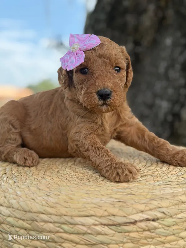 Lainey- F1b Medium  – Goldendoodle puppy for sale in Frostproof, FL