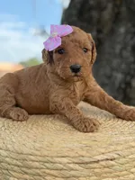 Lainey- F1b Medium , a female Goldendoodle for sale in Frostproof, FL – 1 of 10