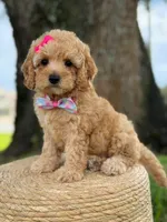 Daisy- F1b Toy, a female Goldendoodle for sale in Frostproof, FL – 4 of 10