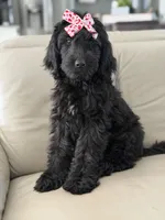 Diamond- F1 Standard, a female Goldendoodle for sale in Frostproof, FL – 5 of 10