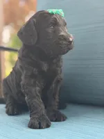 Onyx- F1 Standard , a female Goldendoodle for sale in Frostproof, FL – 7 of 10