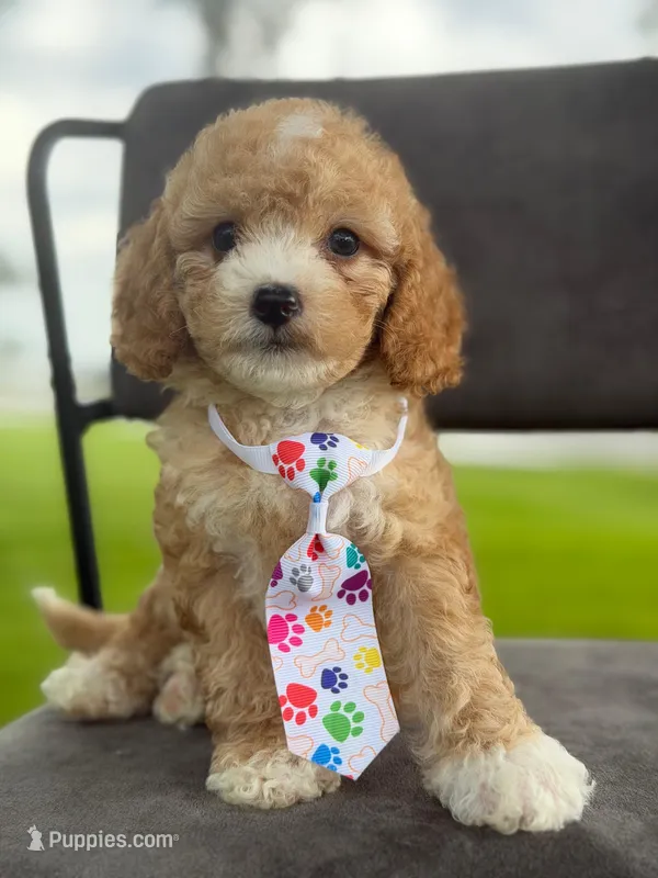 Oliver- F1bb Mini  – Goldendoodle puppy for sale in Frostproof, FL
