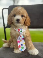 Oliver- F1bb Mini , a male Goldendoodle for sale in Frostproof, FL – 1 of 10