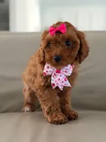 Jasmine- F1b Mini , a female Goldendoodle for sale in Frostproof, FL – 9 of 10