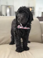 Ames- F1b Standard , a male Goldendoodle for sale in Frostproof, FL – 4 of 10