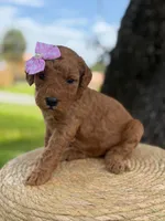 Lainey- F1b Medium , a female Goldendoodle for sale in Frostproof, FL – 6 of 10