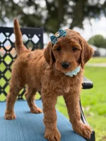 Trixie- F1b Medium , a female Goldendoodle for sale in Frostproof, FL – 8 of 10