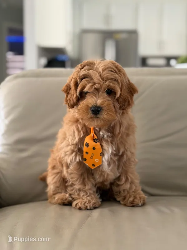 Jax- F1b Mini  – Goldendoodle puppy for sale in Frostproof, FL