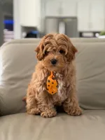 Jax- F1b Mini , a male Goldendoodle for sale in Frostproof, FL – 1 of 10