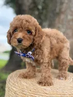 Minion- F1b Toy, a male Goldendoodle for sale in Frostproof, FL – 3 of 10