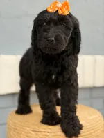 Opal- F1 Standard , a female Goldendoodle for sale in Frostproof, FL – 6 of 10