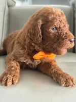 Samson- F1b Standard , a male Goldendoodle for sale in Frostproof, FL – 5 of 10