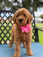 Lulú- F1b Medium , a female Goldendoodle for sale in Frostproof, FL – 2 of 10