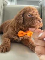 Samson- F1b Standard , a male Goldendoodle for sale in Frostproof, FL – 6 of 10