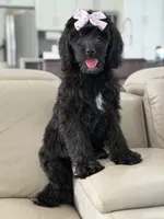 Onyx- F1 Standard , a female Goldendoodle for sale in Frostproof, FL – 4 of 10