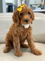 Eloise- F1b Medium , a female Goldendoodle for sale in Frostproof, FL – 9 of 10