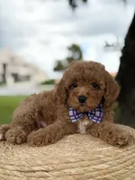 Minion- F1b Toy, a male Goldendoodle for sale in Frostproof, FL – 2 of 10
