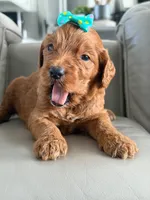 Savannah- F1b Standard , a female Goldendoodle for sale in Frostproof, FL – 8 of 8