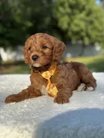 Teddy- F1b Mini , a male Goldendoodle for sale in Frostproof, FL – 4 of 10