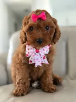 Jasmine- F1b Mini , a female Goldendoodle for sale in Frostproof, FL – 4 of 10