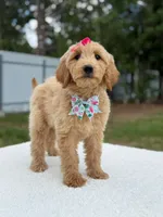 Reese- F1b Medium, a female Goldendoodle for sale in Frostproof, FL – 2 of 10